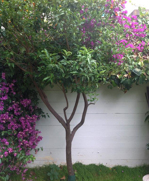 A Casa Di Lolu Bed & Breakfast กรอตตัมมาเร ภายนอก รูปภาพ